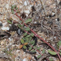 Portulaca quadrifida L.